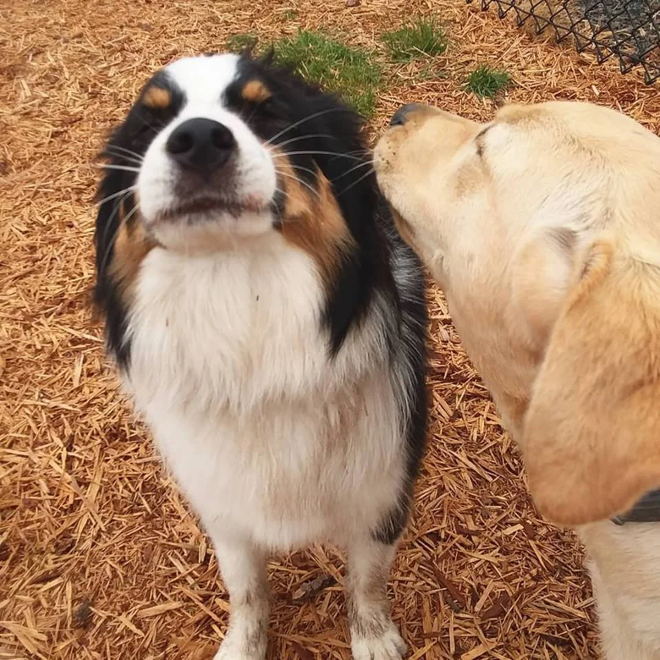 riverbend pet center