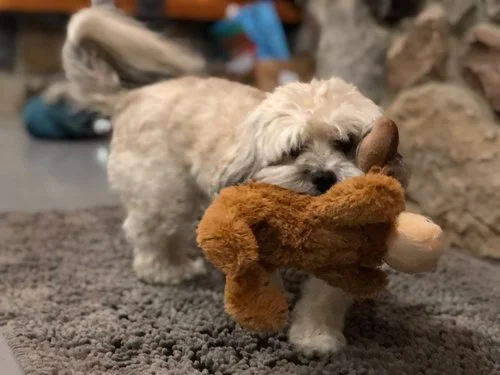 riverbend pet center