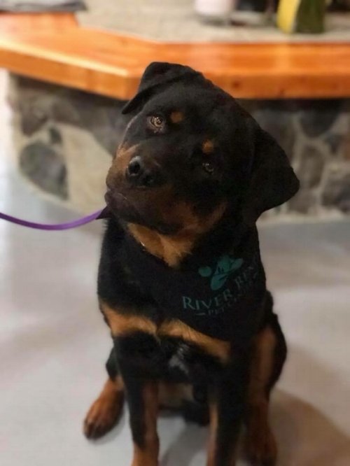 riverbend pet center