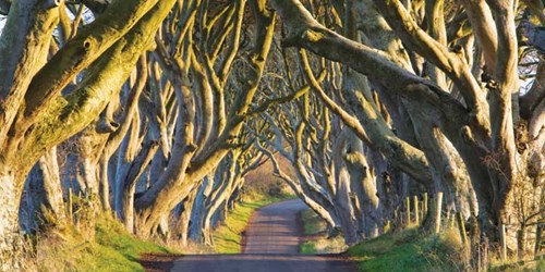 Khung cảnh chỉ có ở Ireland