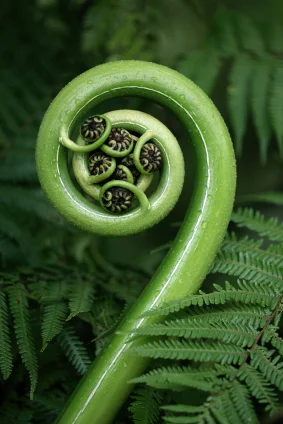 A fern frond uncurling in a koru shape
