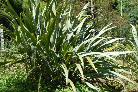 Harakeke, New Zealand Flax