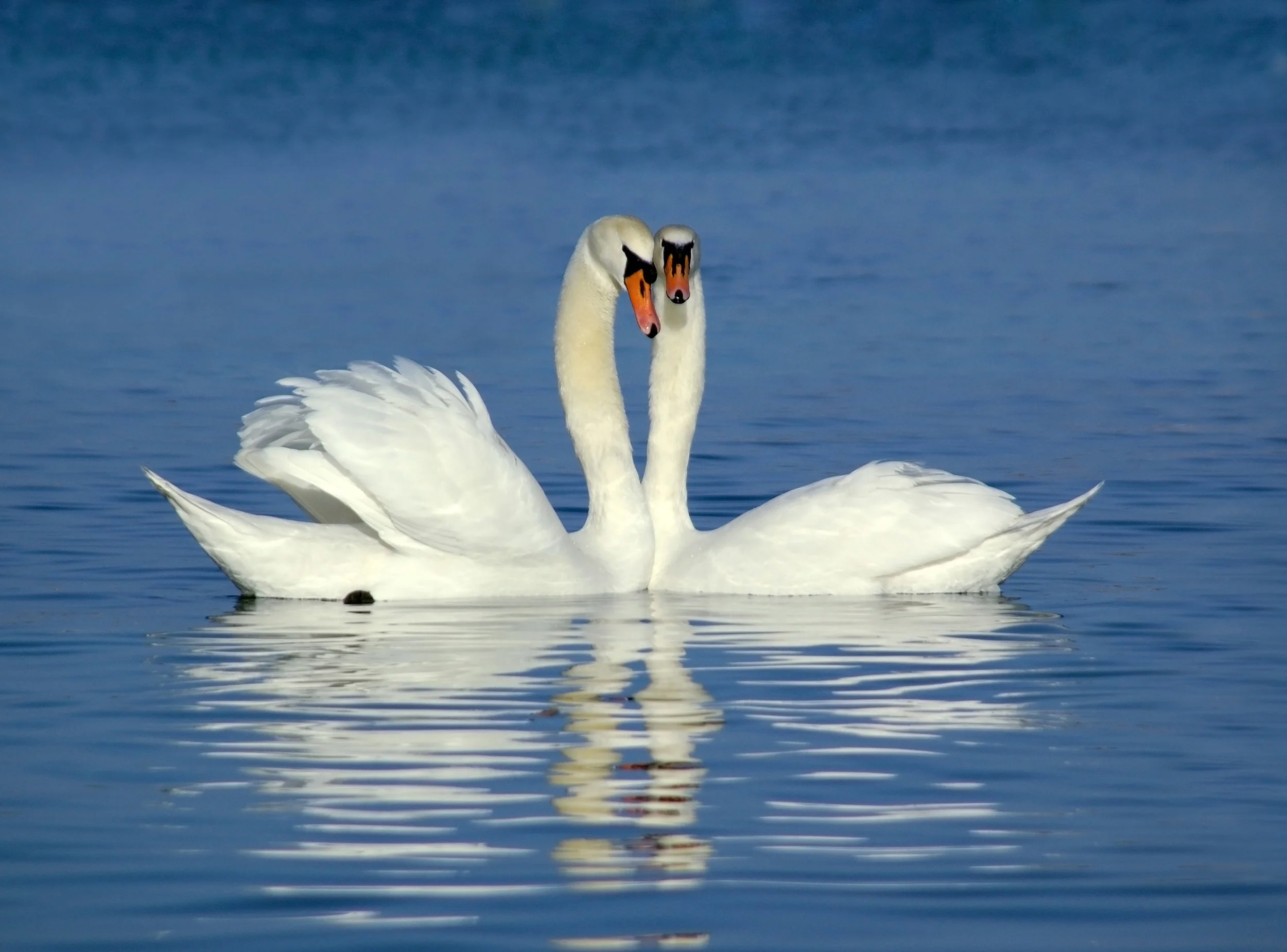 Harmonie in jouw relatie