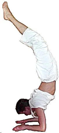 pinchamayura.jpg