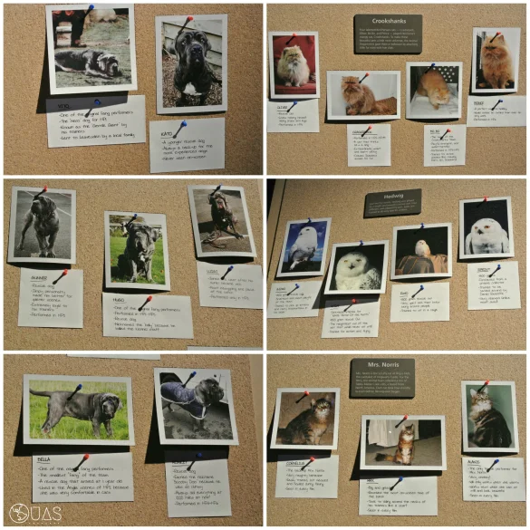 Animal actors
