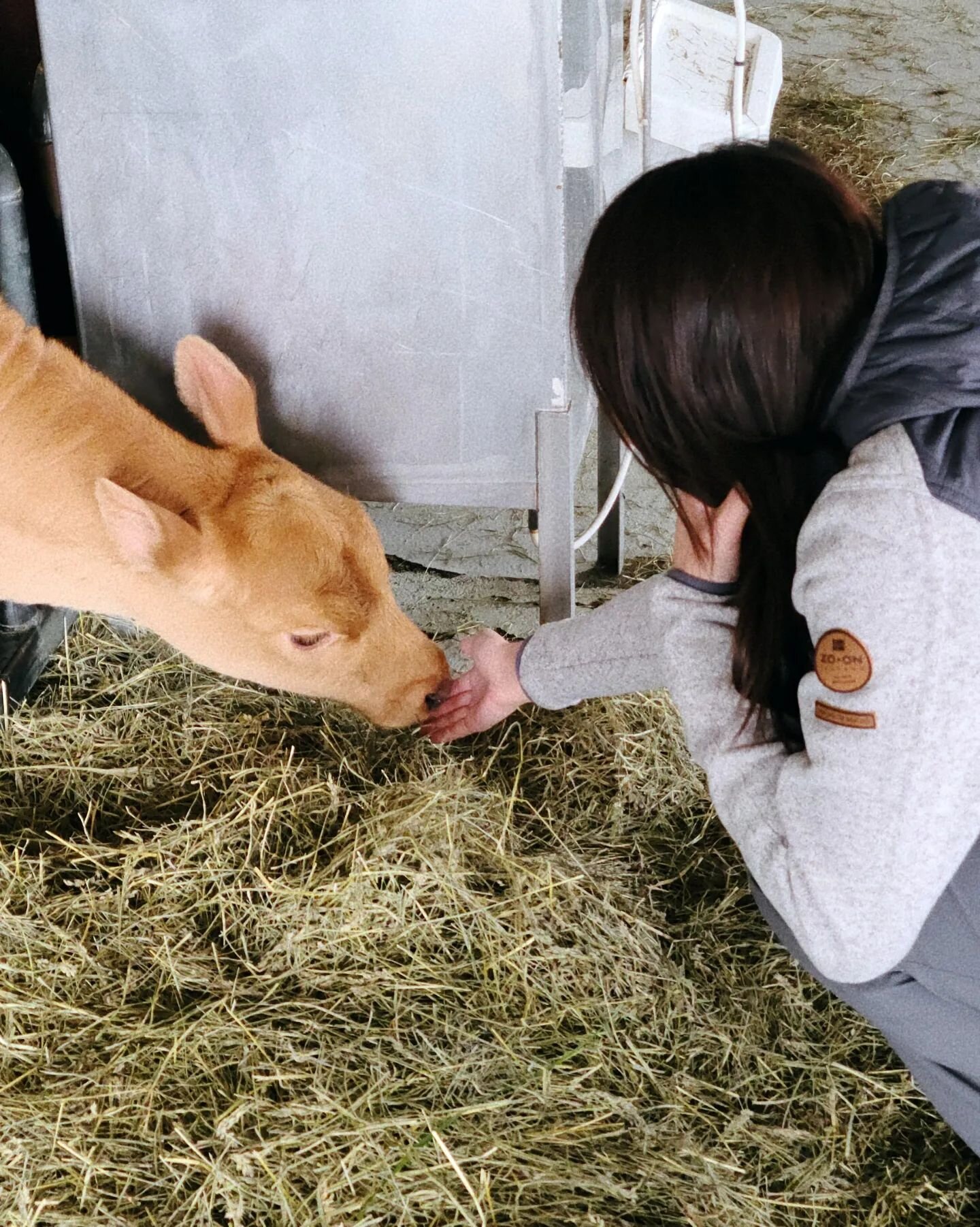 &mdash; 💌

Dear little calf, I hope you're doing OK, healthy &amp; alive. We only met each other for a few minutes, but our bond was unmistakable. You showed me how precious life is &amp; how to accept its natural cycle; how much joy &amp; love crea