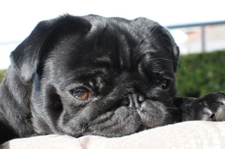 September 2017 Editions of Taxwise®