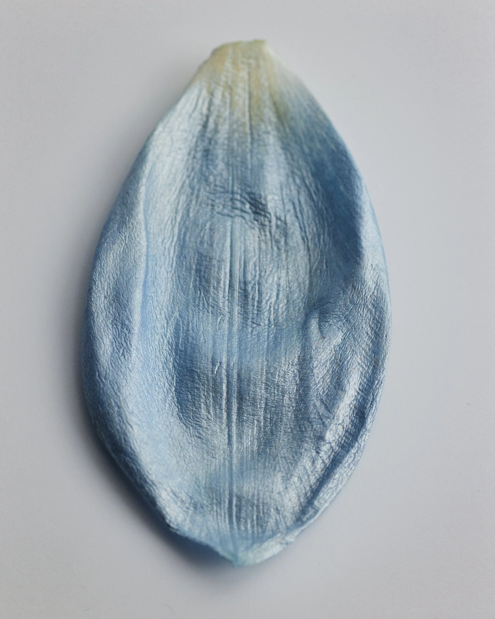tulip_blue_02.jpg