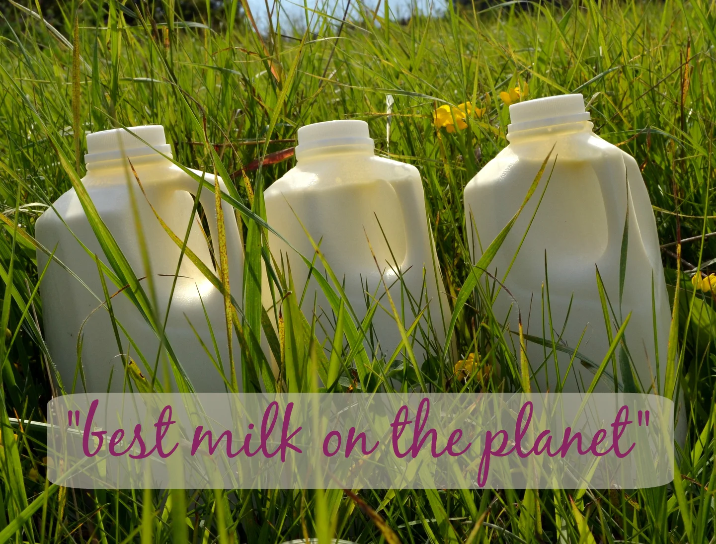 That's how people describe my milk!