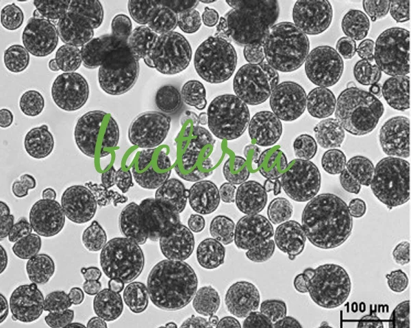 milkundermicroscope_600x480.jpg
