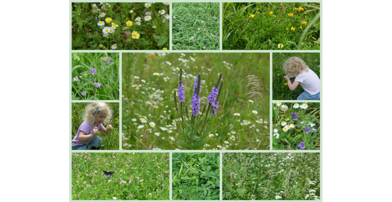 summer pasture 1280x660.jpg