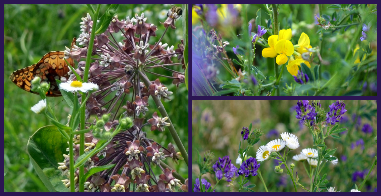 flower pairs 1280x660.jpg