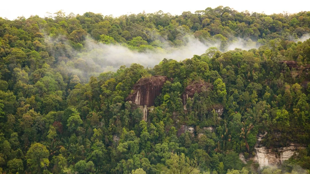 Jungle-iStock-673781196-high.jpg