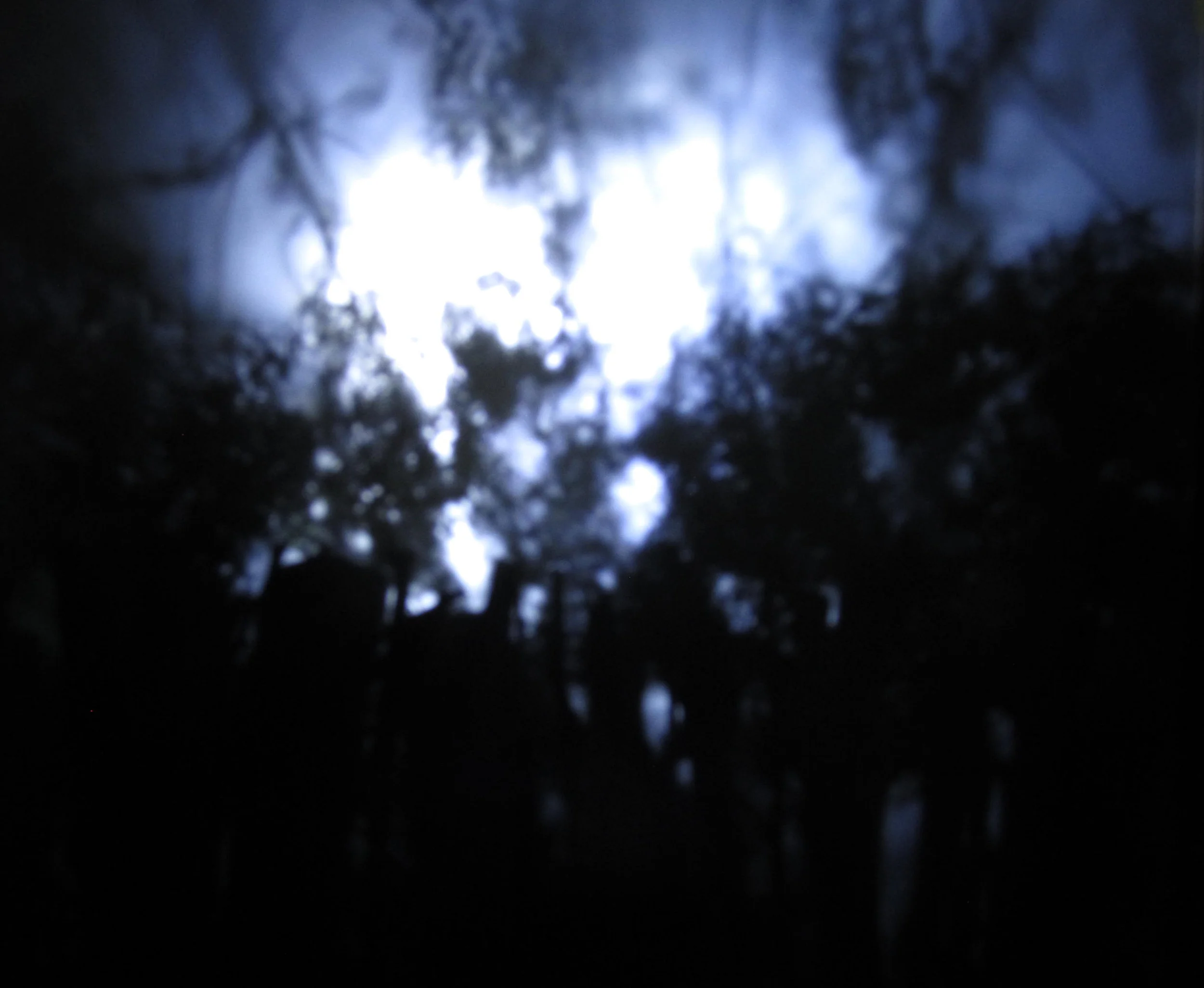 Shadow Forest II