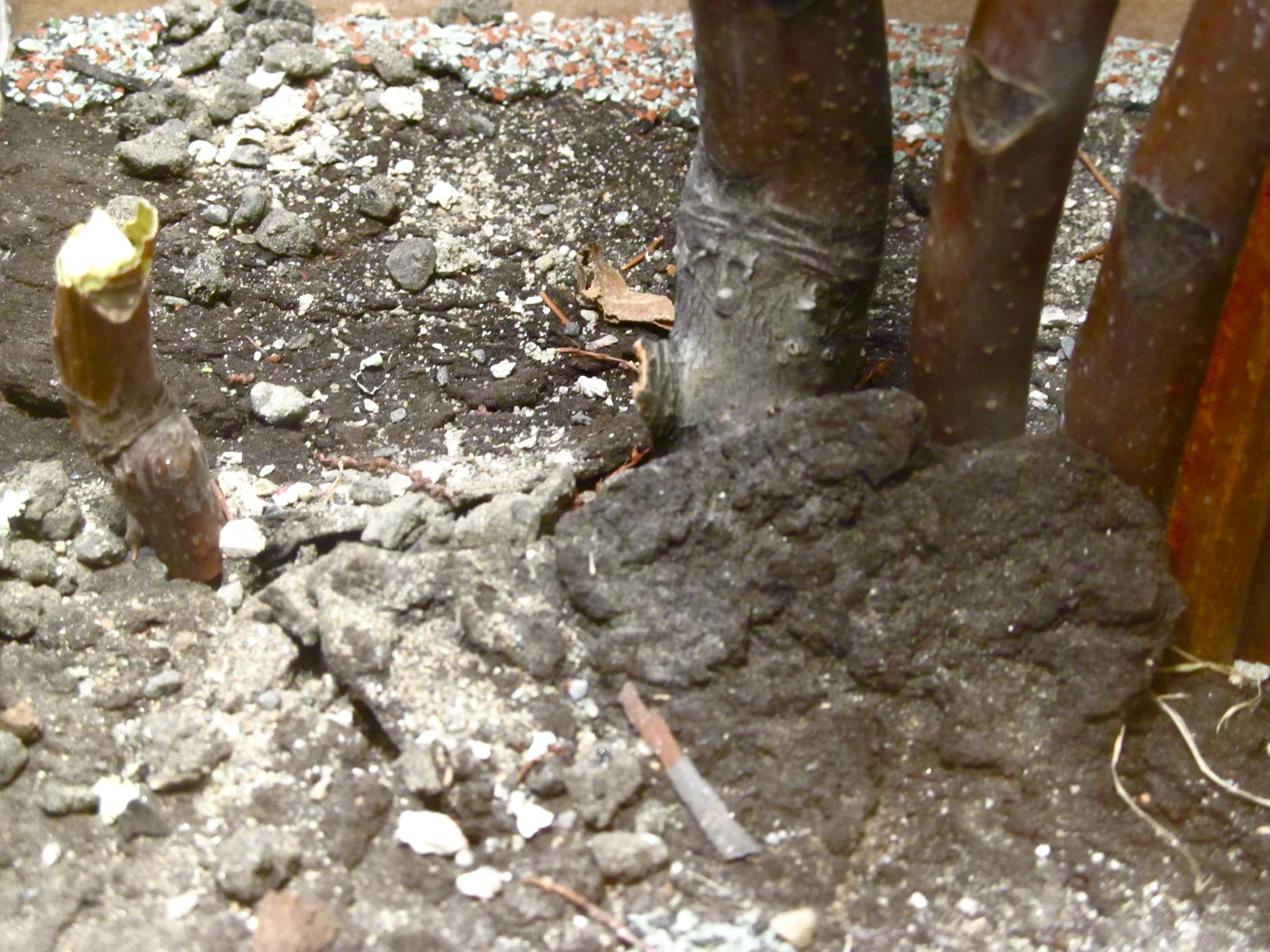 Ailanthus, Ground Condition