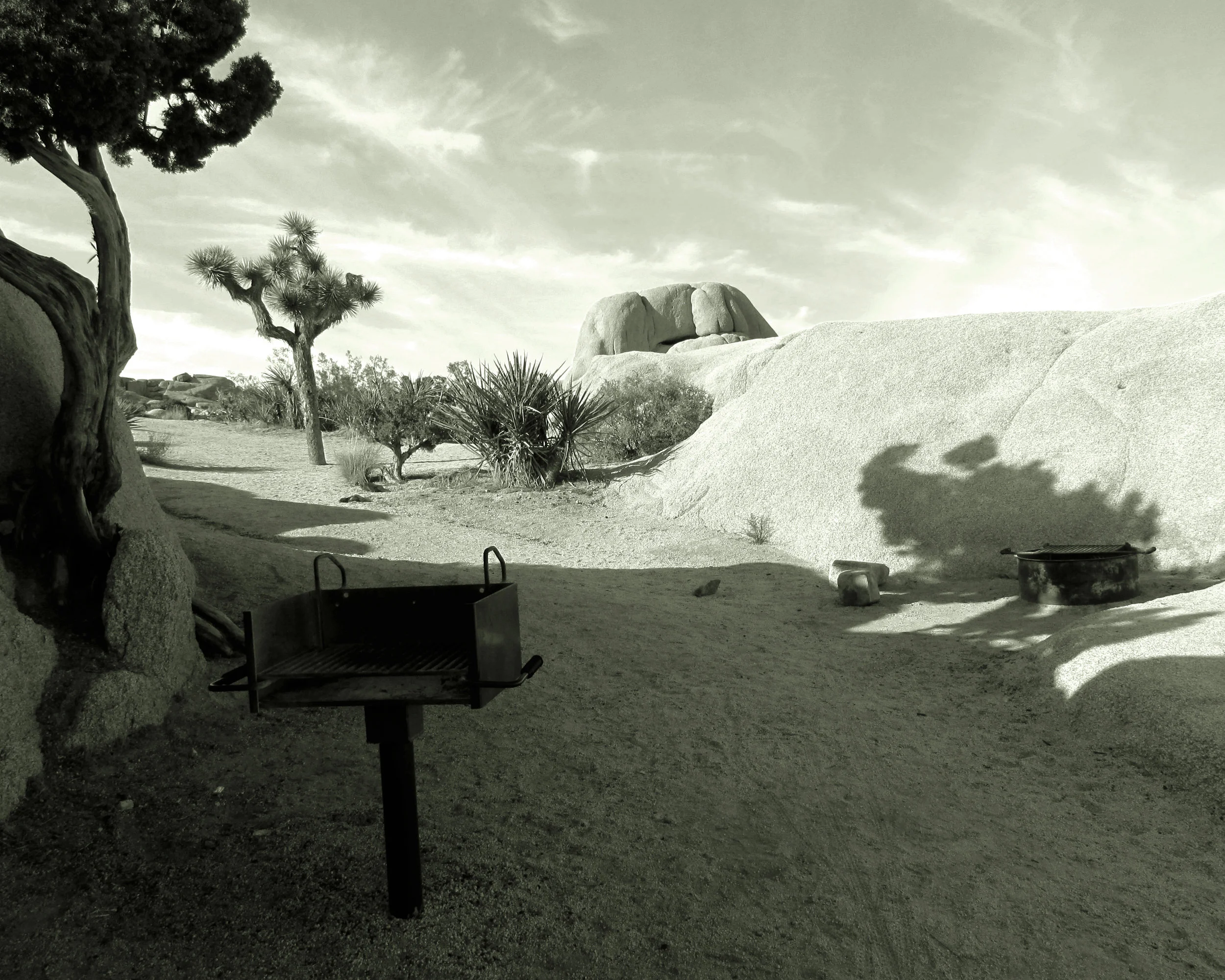 Joshua Tree