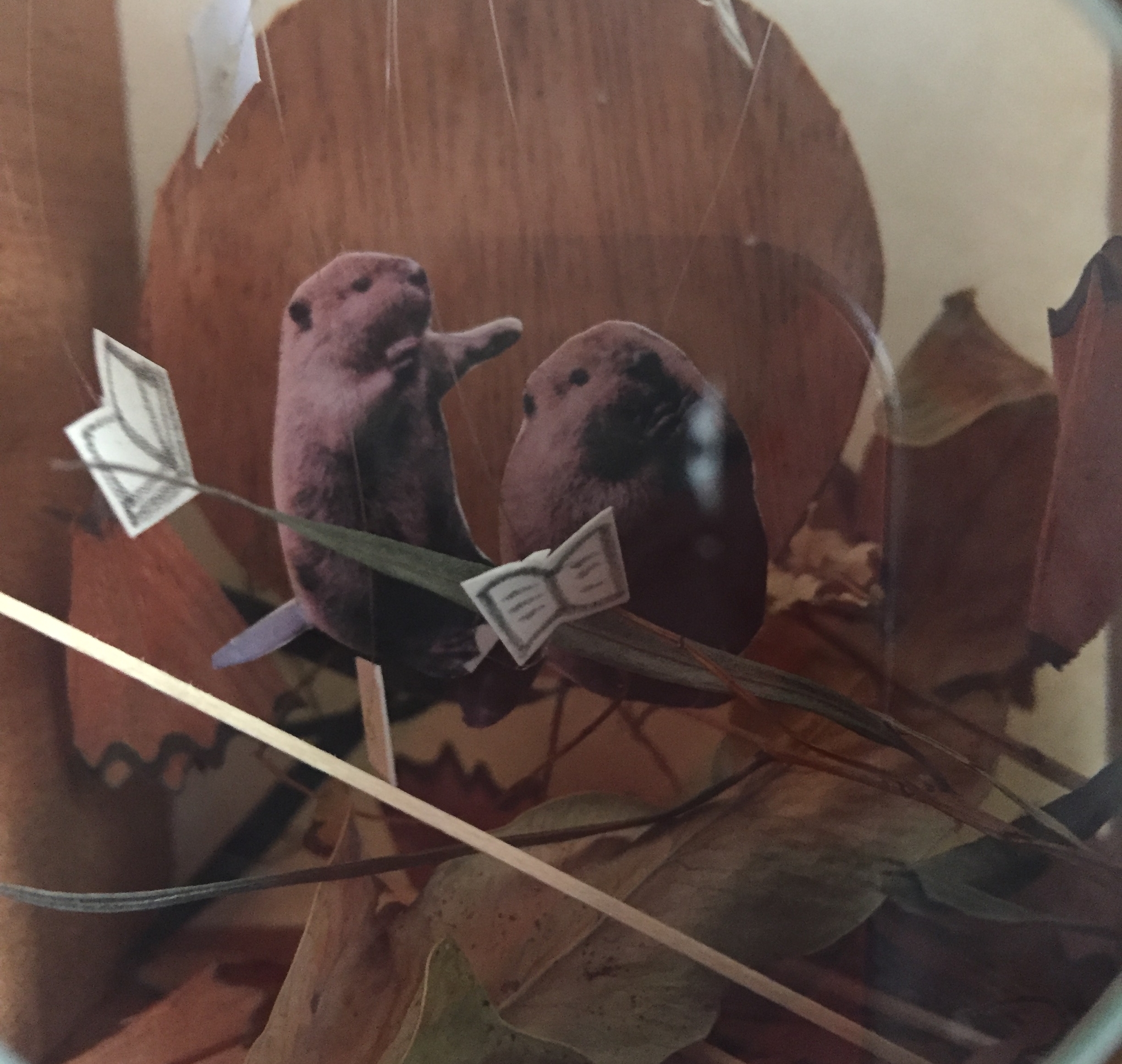 Where are the Beavers?