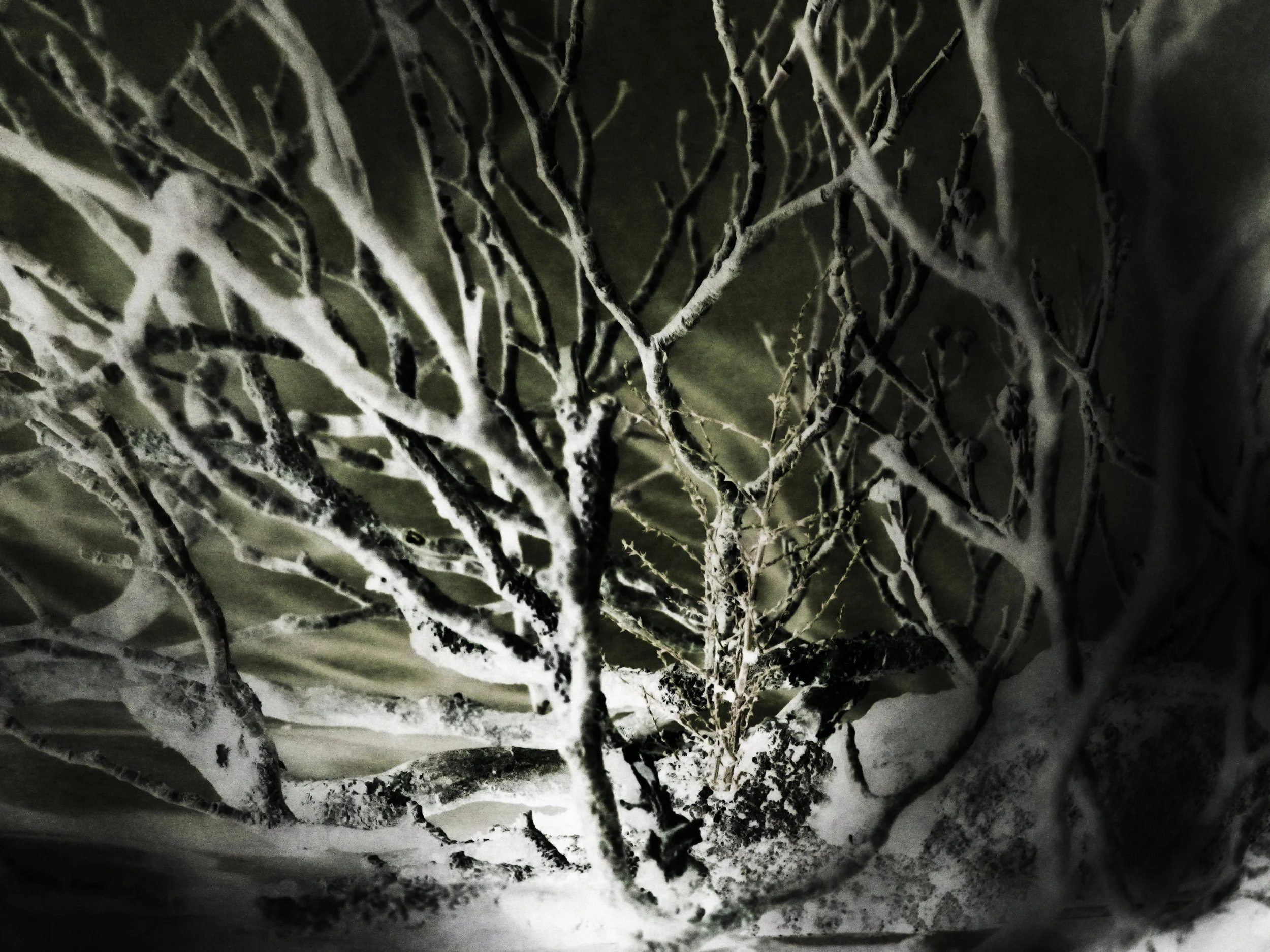 Grove