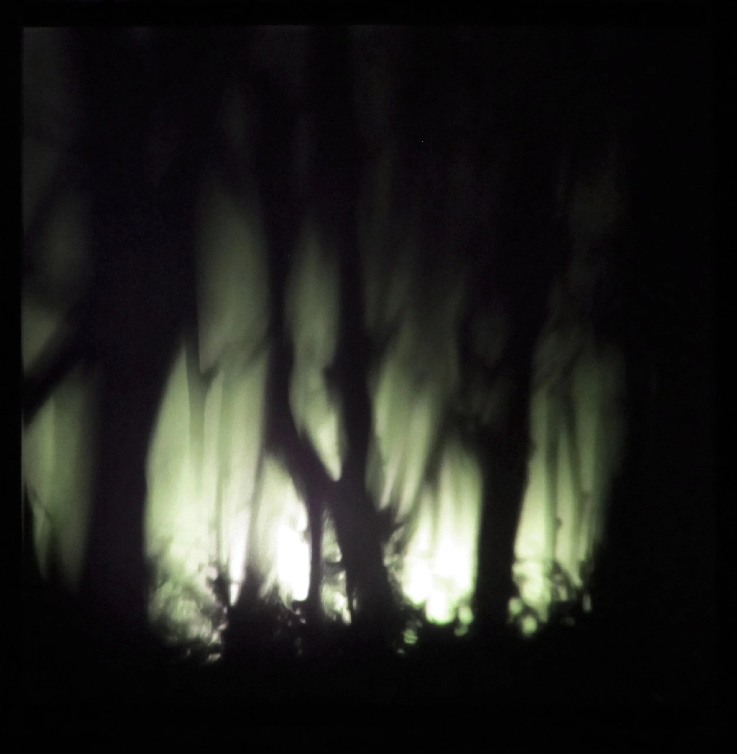 Shadow Forest