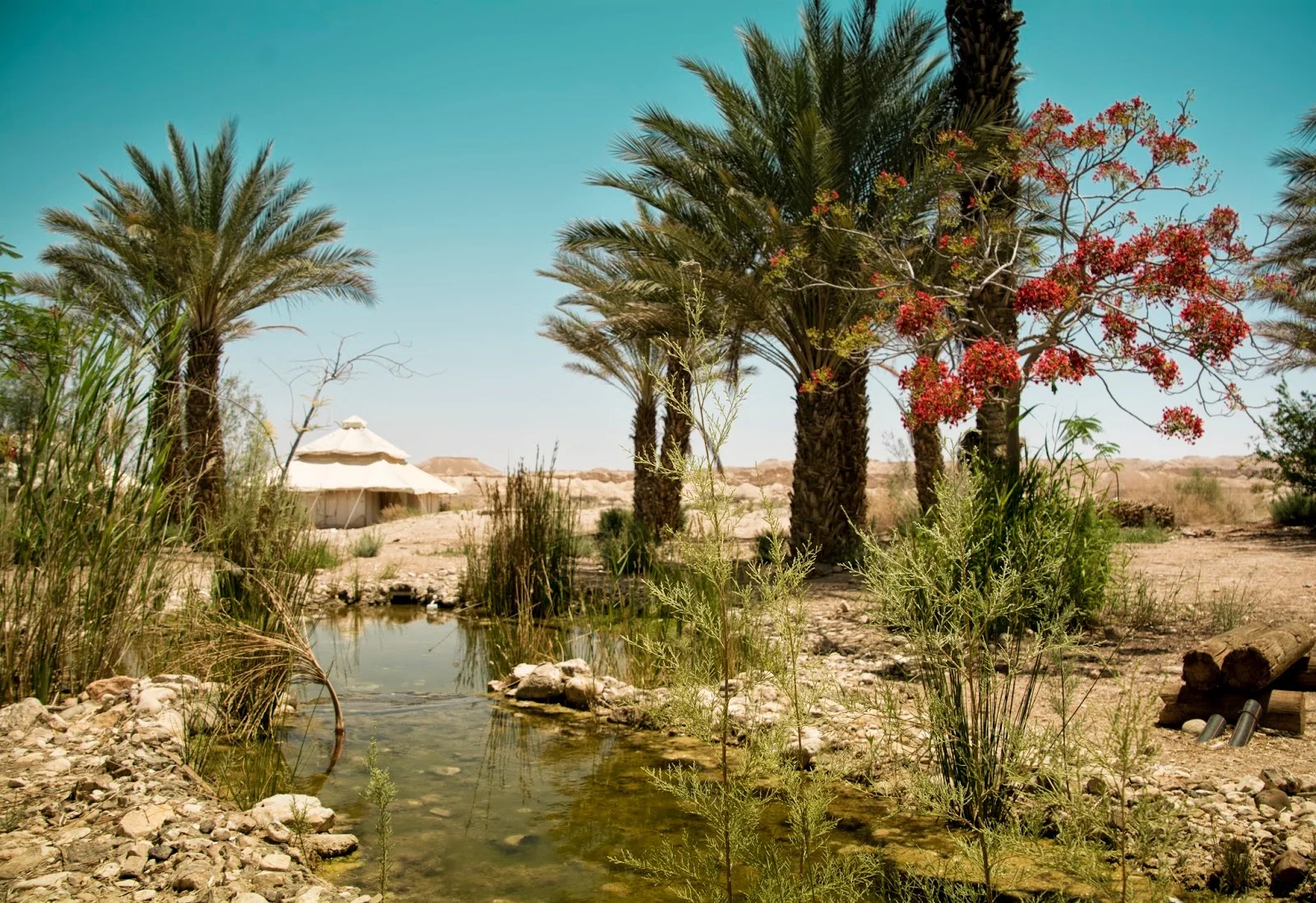 moa oasis israel.jpg