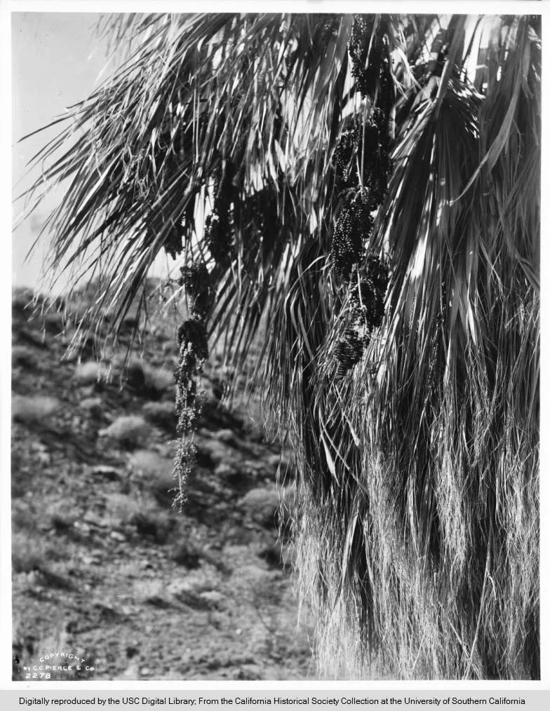 Brief history of palm trees in Southern California, found while searching for desert images. https://www.kcet.org/shows/lost-la/a-brief-history-of-palm-trees-in-southern-california