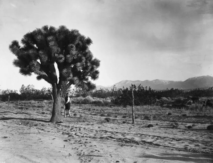 Man_with_leggings_standing_near_a_Joshua_Tree_Yucca_Mohaviensis_in_the_Mojave_Desert_ca1904.jpg
