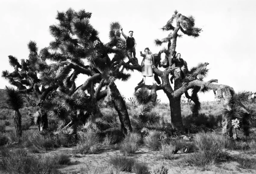 Three_people_sitting_in_Joshua_Trees_in_the_desert_sd.jpg