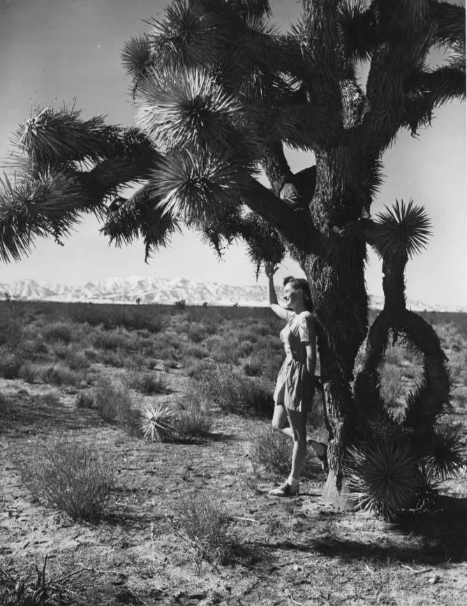 Woman_leaning_against_a_Yucca_tree_sd.jpg