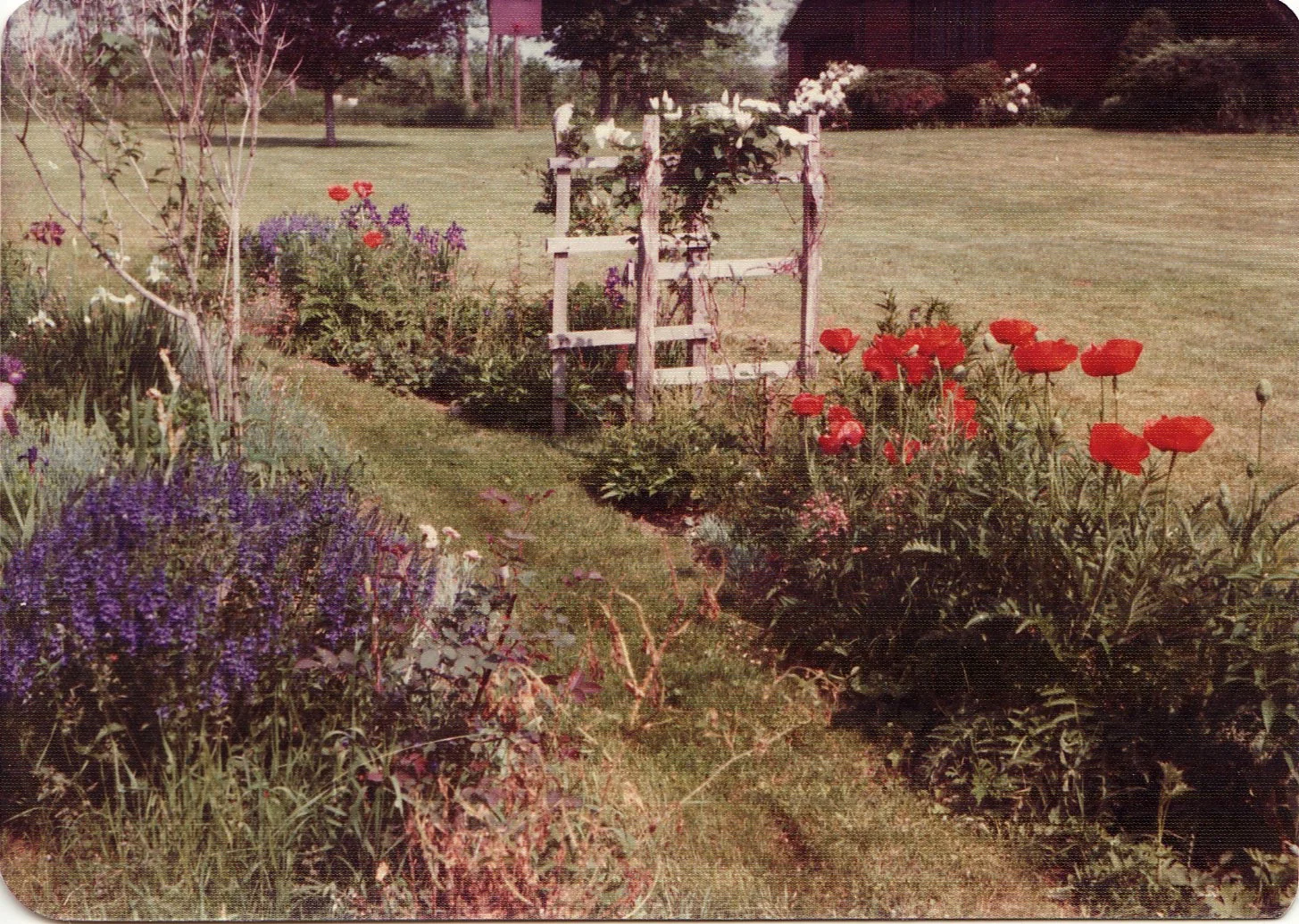 garden.jpg