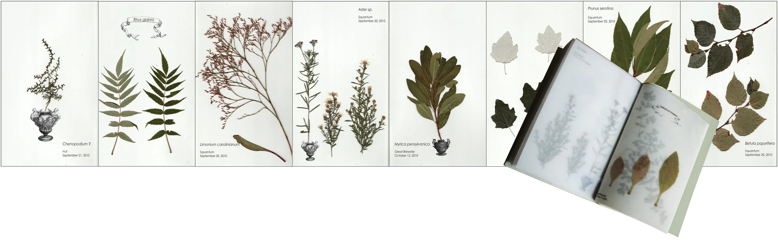 herbarium.jpg