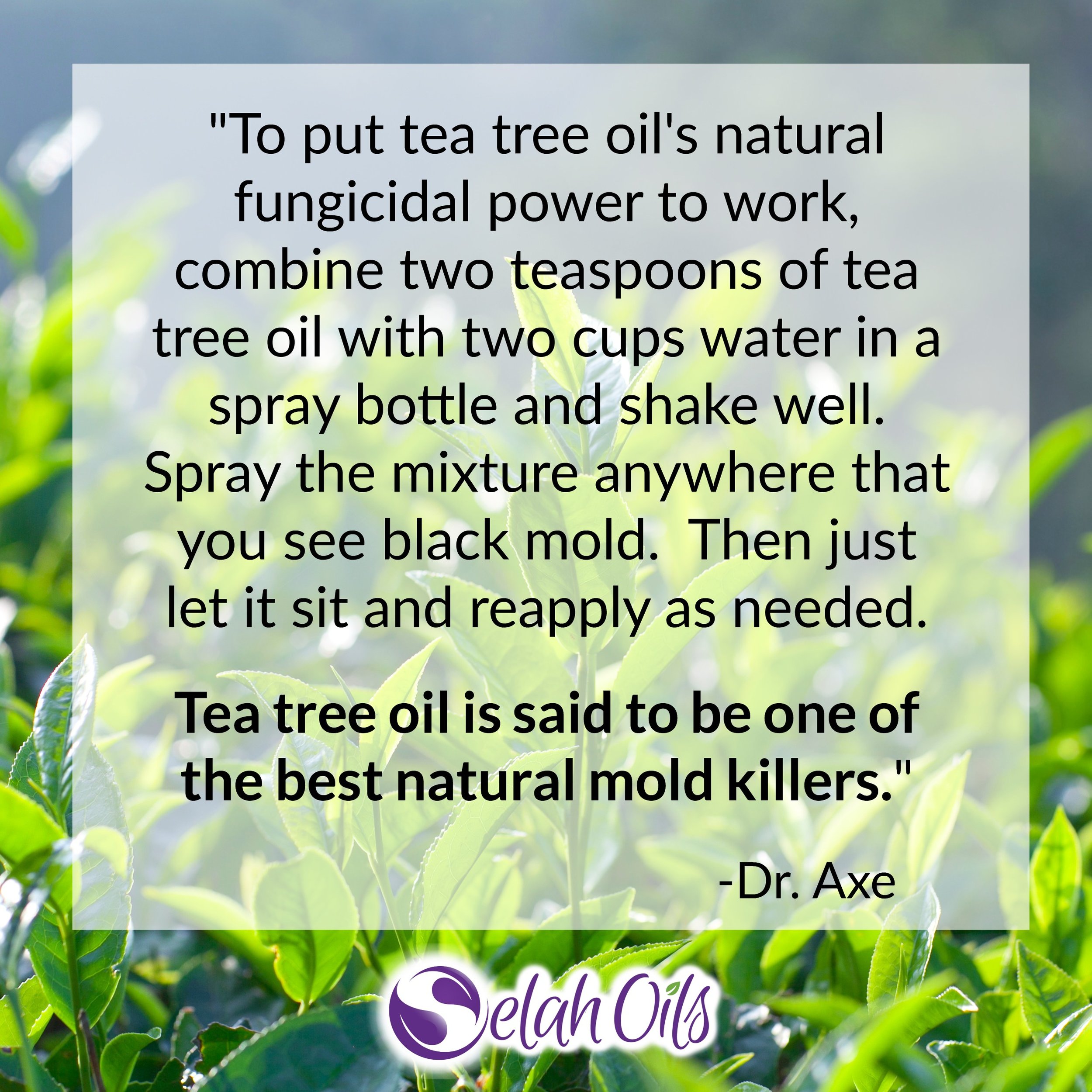 Tea Tree Oil Benefits, Uses and Potential Side Effects - Dr. Axe