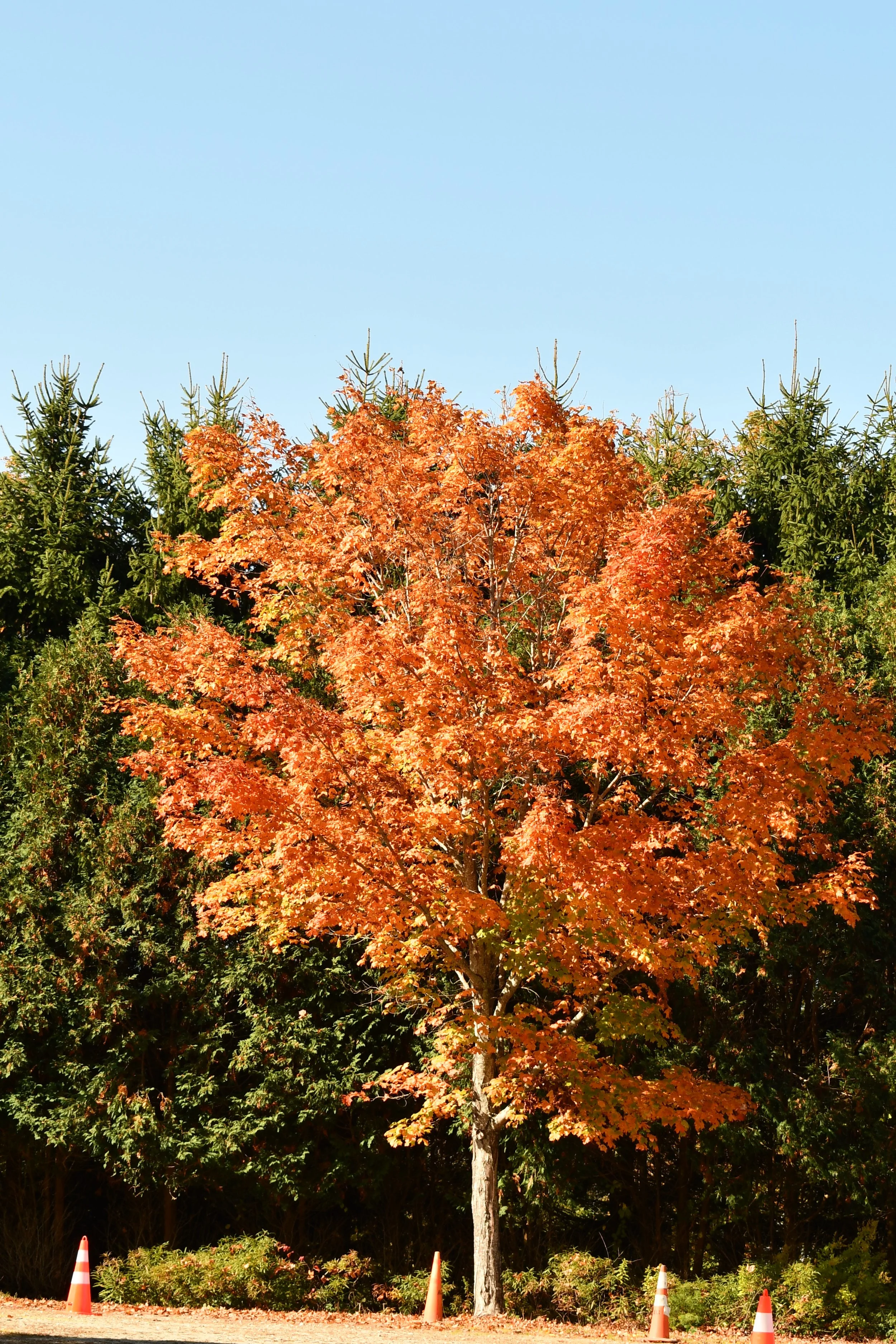 DSC_0895.JPG