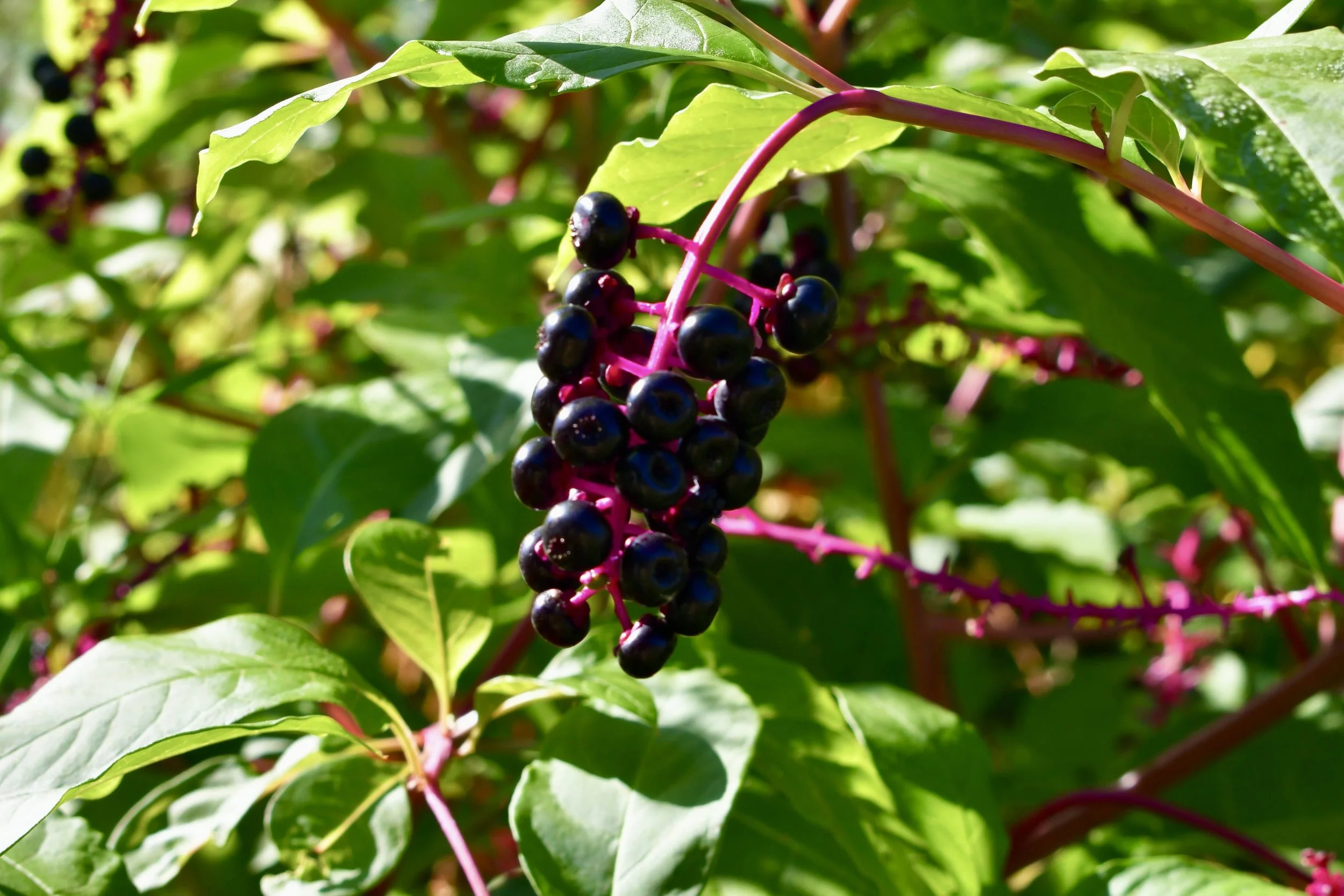 DSC_0899.JPG