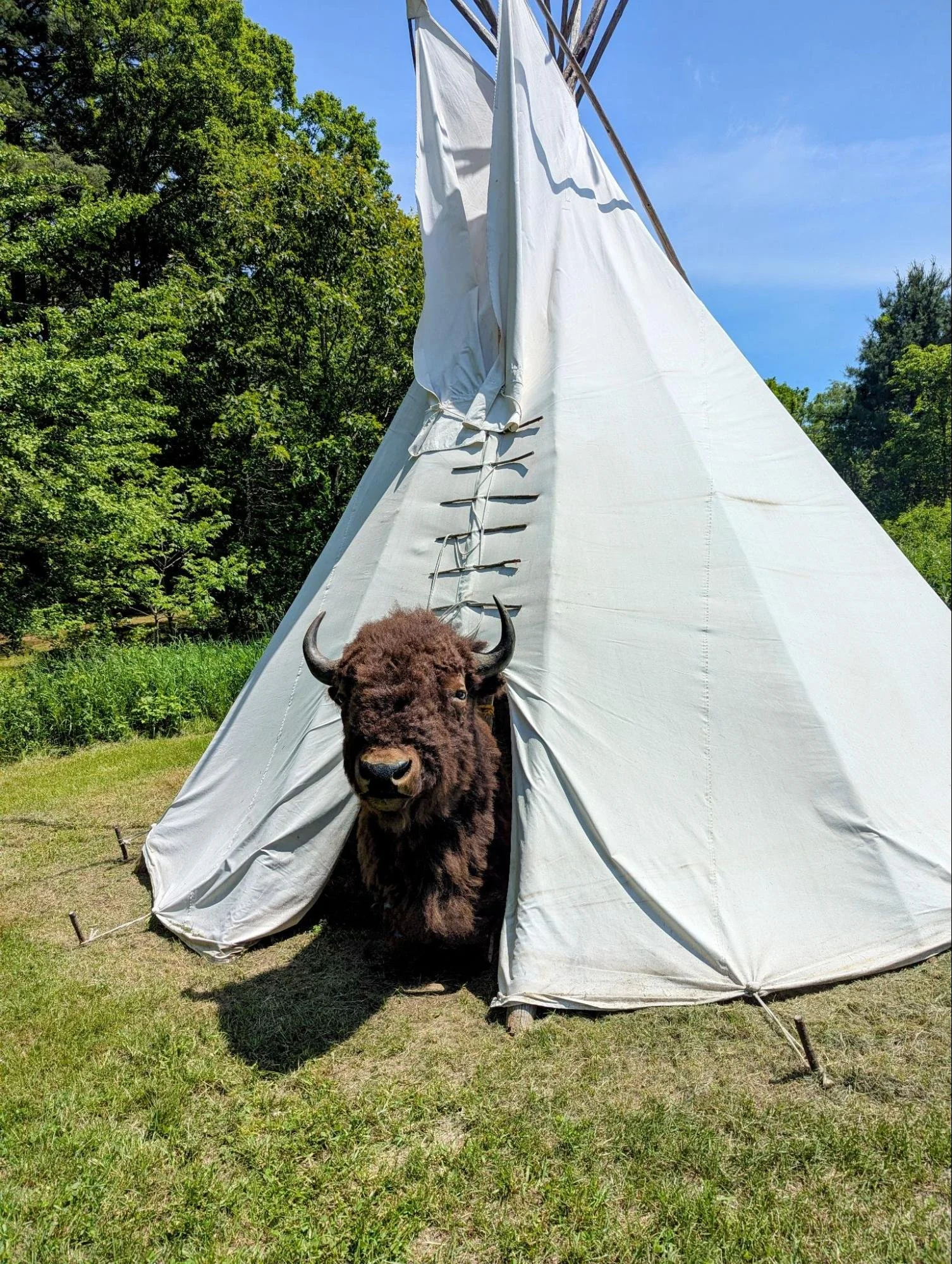 Tipi display with buffalo head in cultural museum exhibit