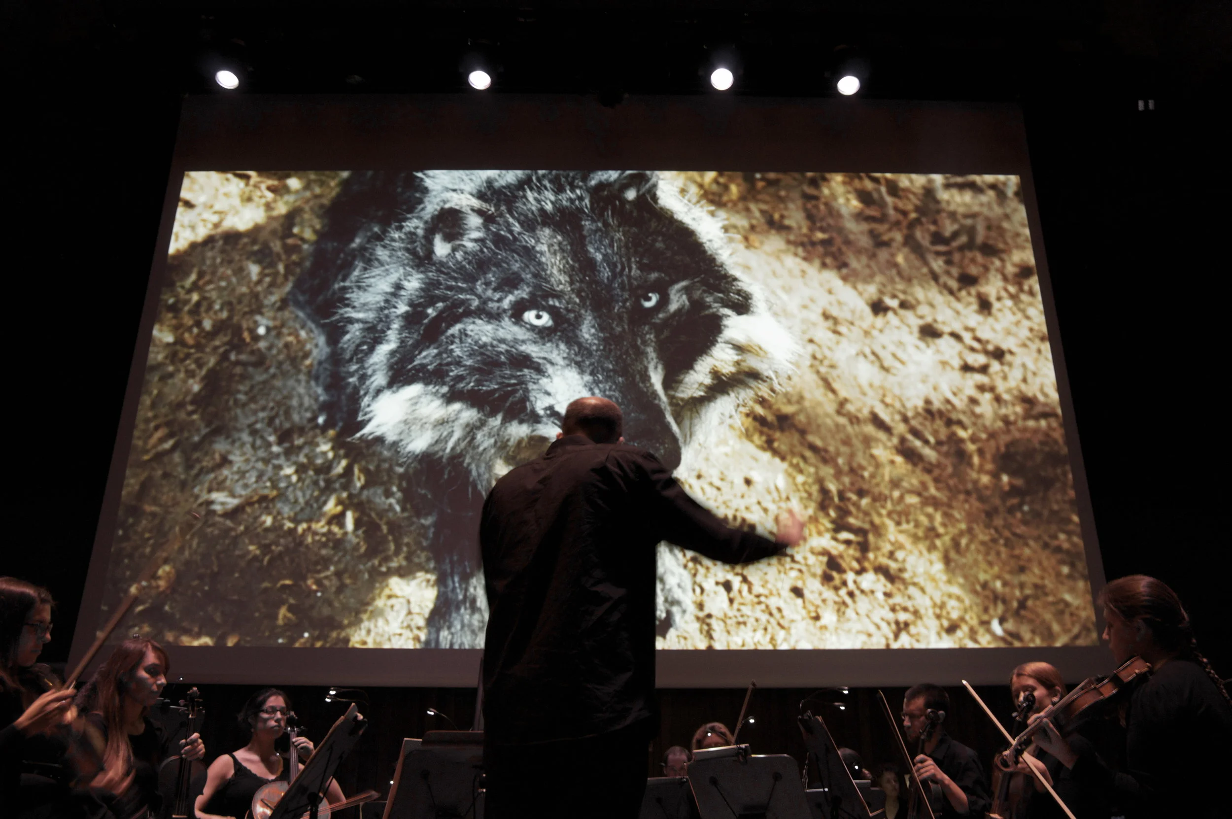 Peter and the Wolf • Milton Court, 2015