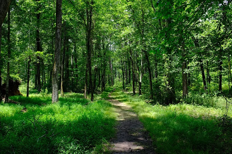 Woodland trail at Chickamauga.