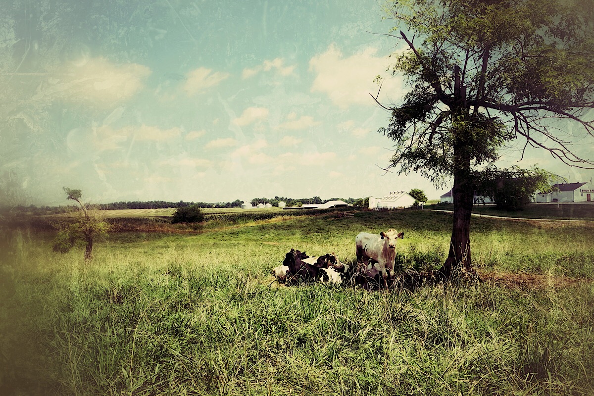 Bucolic Bliss.jpg