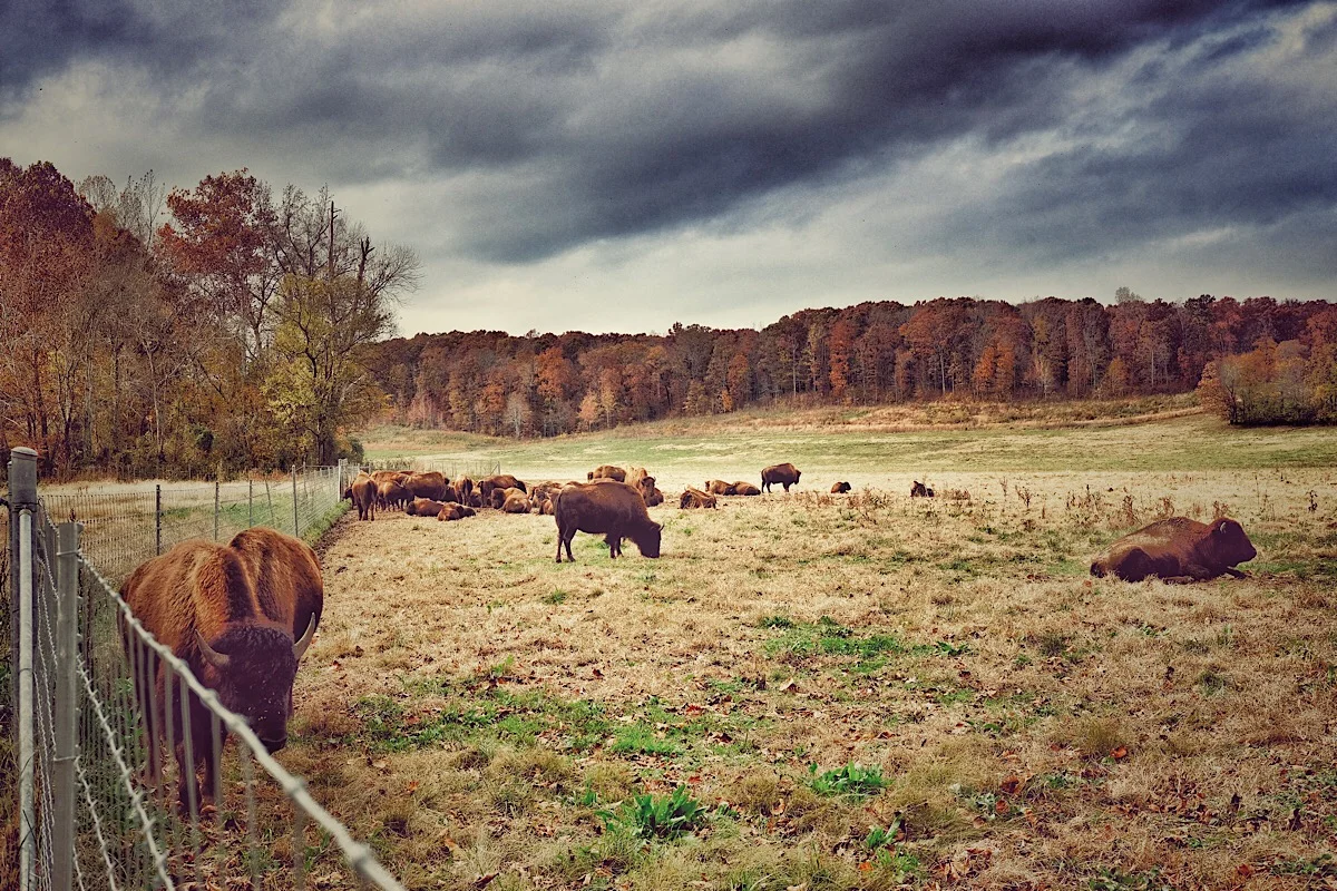 The Enclosure. (click to enlarge)