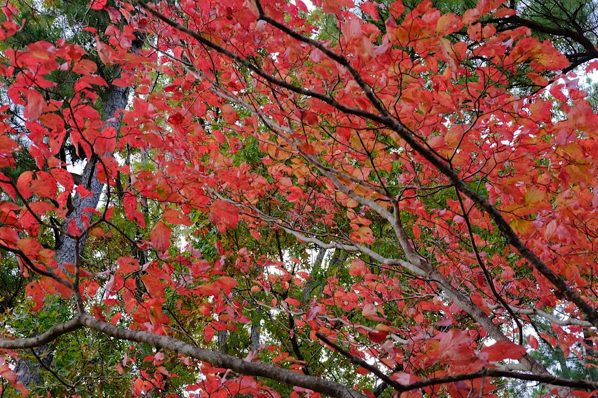 Complementary Colors. (click to enlarge)