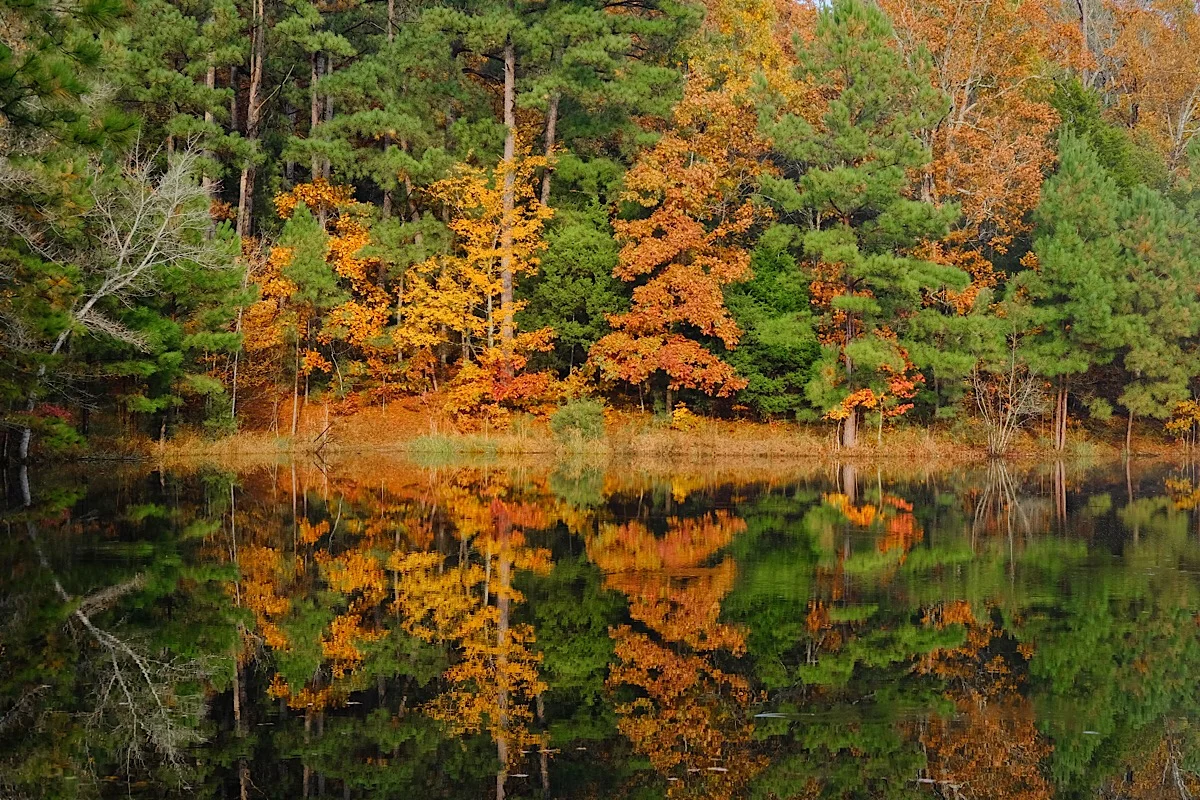 Autumn Flames. (click to enlarge)