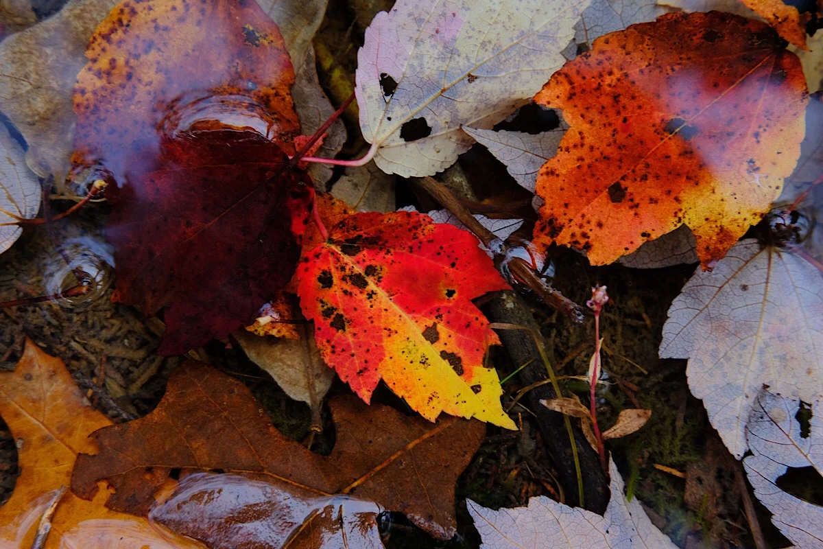 Remains of Days. (click to enlarge)