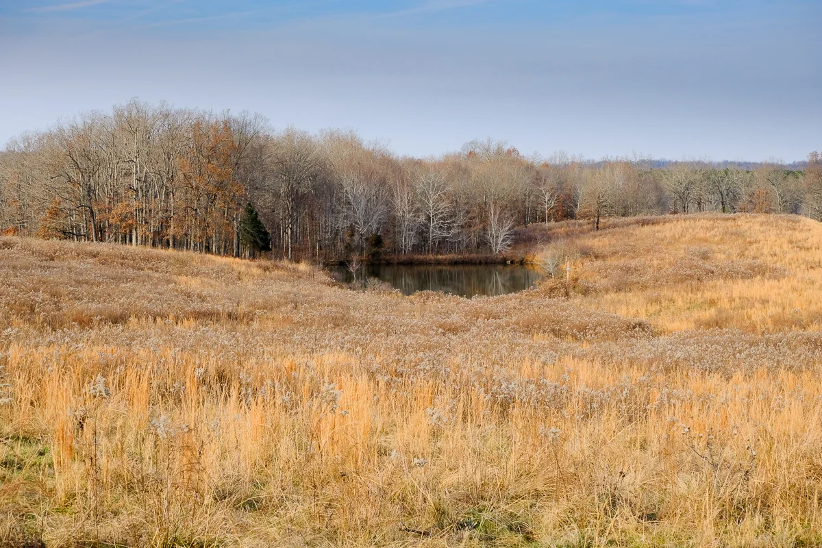The north Bison and Elk Prairie at Land Between the Lakes. (click to enlarge)