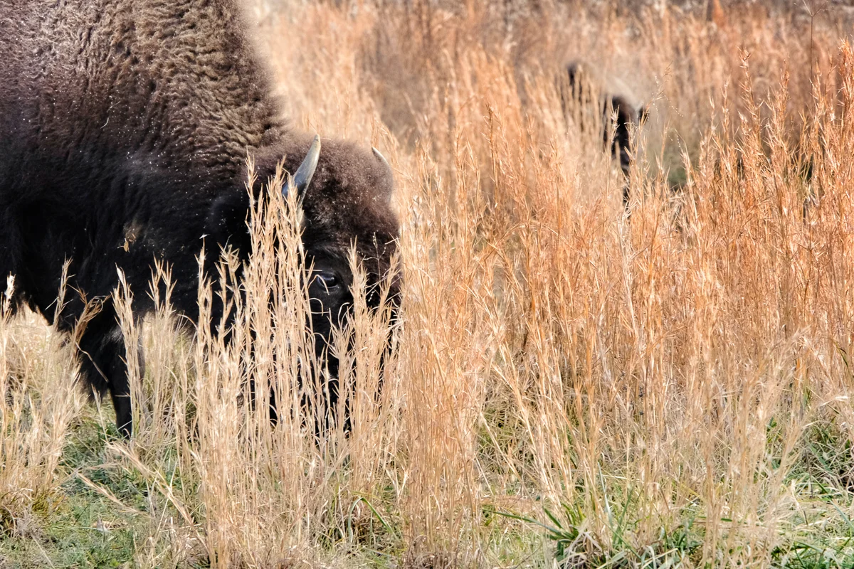 One eye peeking out from among the grasses. (click to enlarge)