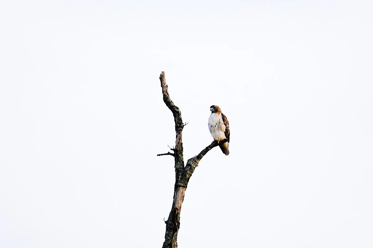 A hawk perched in the top of a dead tree overlooking the Bison and Elk Prairie.