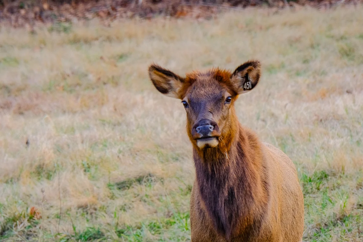 A lovely cow Elk posing for the camera.