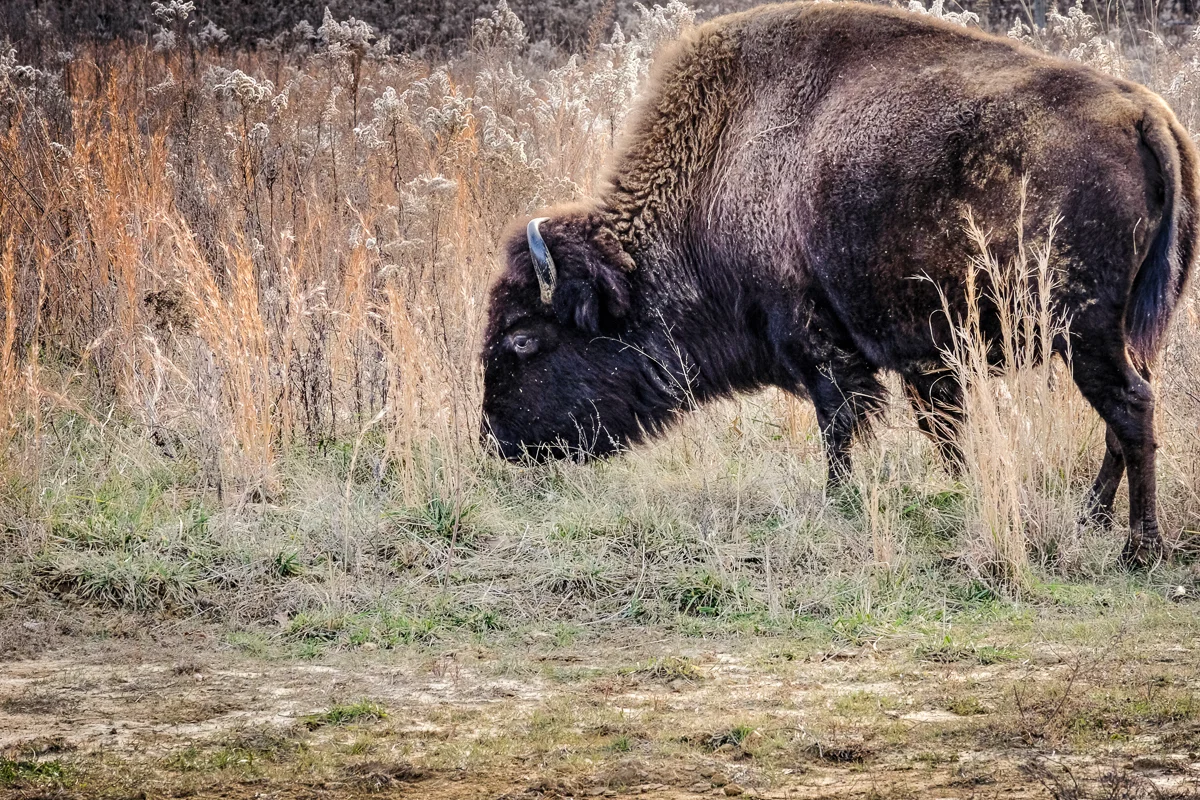 The iconic and unmistakable American bison. One of my favorites from the day. (click to enlarge)