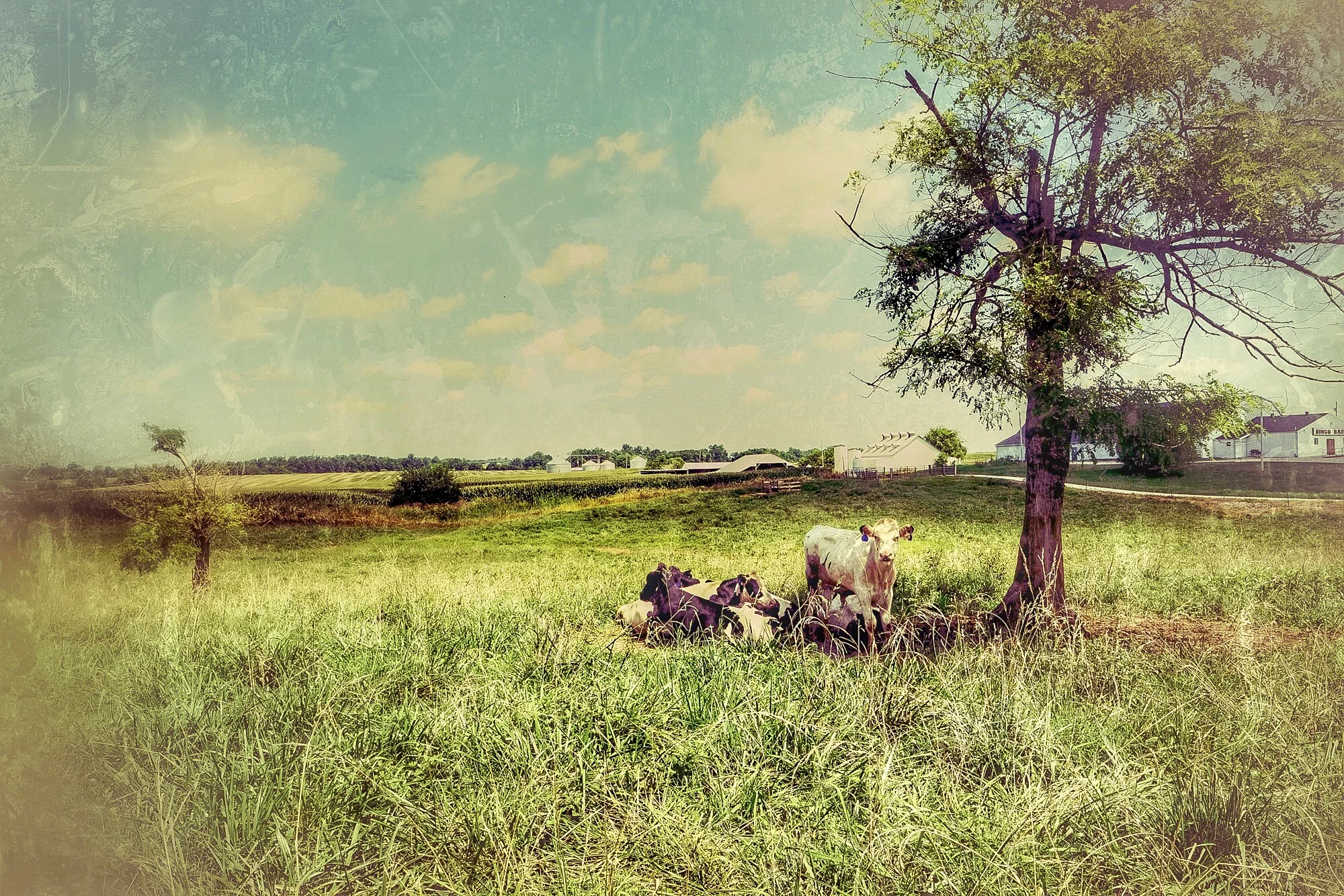 Bucolic Bliss . (click to enlarge)
