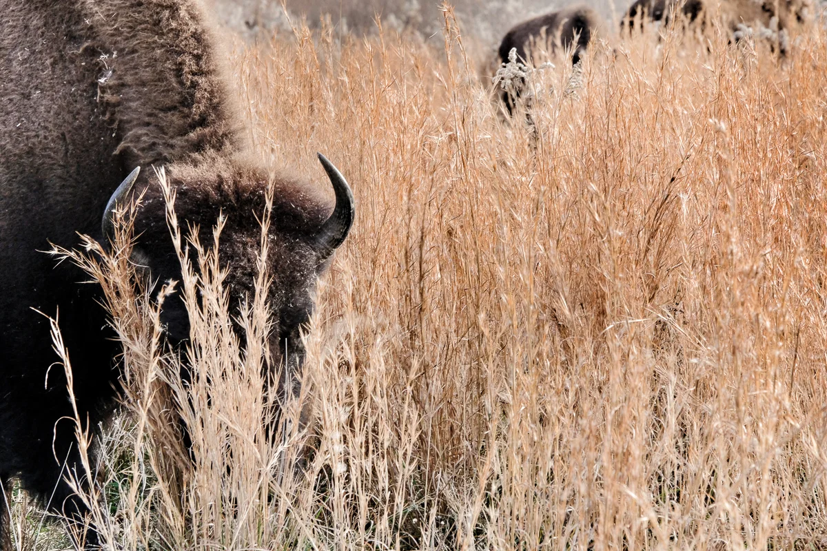 Bison enjoying the autumn grasses. (click to enlarge)