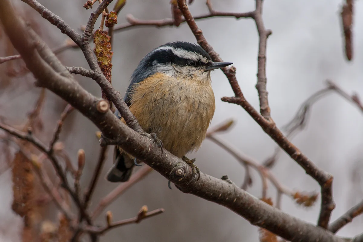 BEFORE: A nuthatch at dusk at Whitefish Point in April, 2006. (click to enlarge)