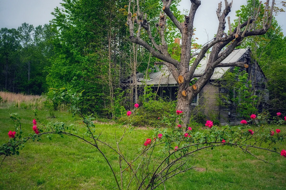 Rose Garden.jpg